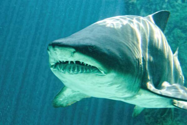 Ragged Tooth Shark
