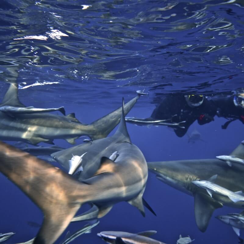 Durban shark cage diving Durban shark cage diving