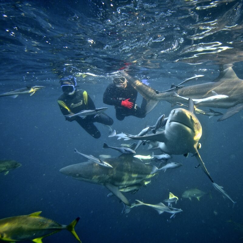 Oceanic Blacktip Snorkeling Durban Oceanic Blacktip Snorkeling Durban