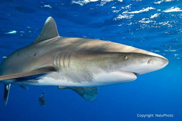 Shark Swimming In Habitat
