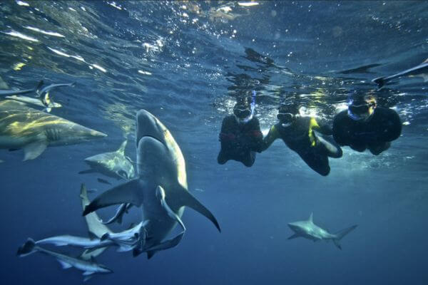 Snorkeling with Sharks in Durban Snorkelers observing sharks up close in Durban, showcasing a safe and thrilling marine adventure.