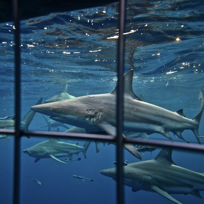 shark cage diving durban shark cage diving durban