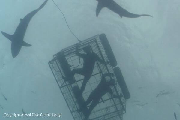 Shark Cage Diving Durban Shark Cage Diving Durban Adventure activities