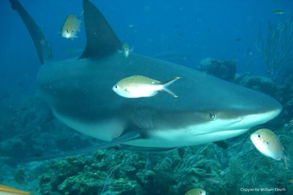 Bull Shark On Reef