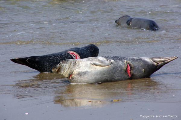Common seal Phoca vitulina hurted Common seal Phoca vitulina hurted