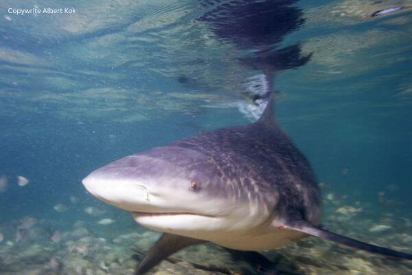 bull shark on river bank