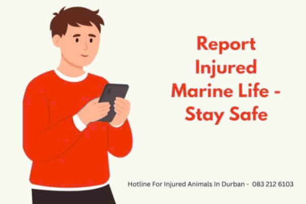 report injured animal report injured animal