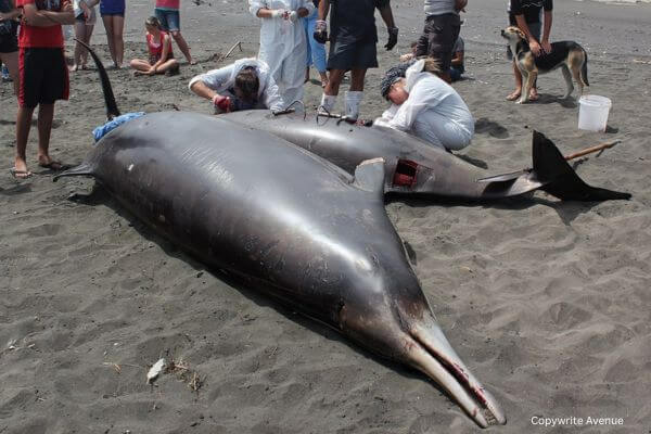stranded beaked whale