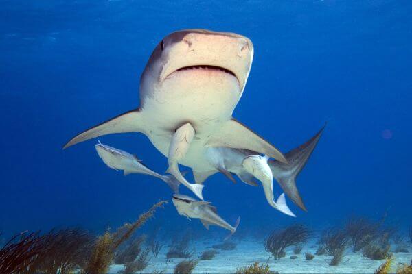 tiger shark