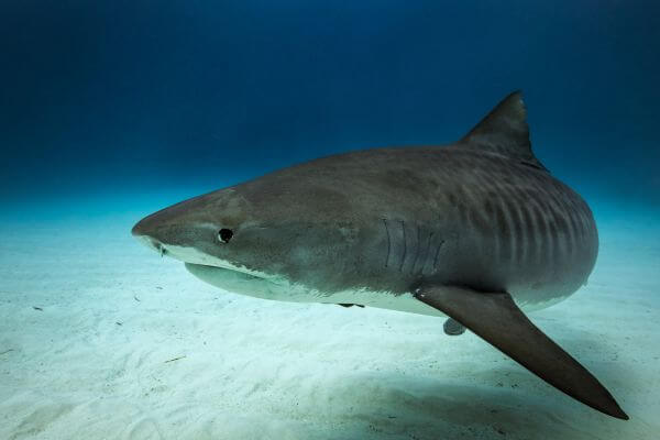 tiger shark on sandbank