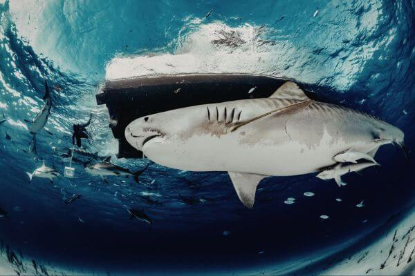 tiger shark under boat