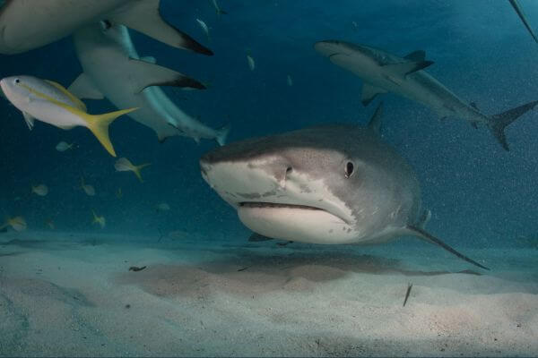 tiger shark with fish