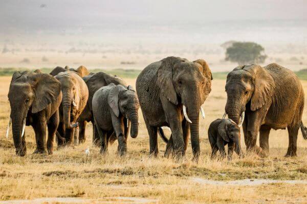 Endless Summer Safari