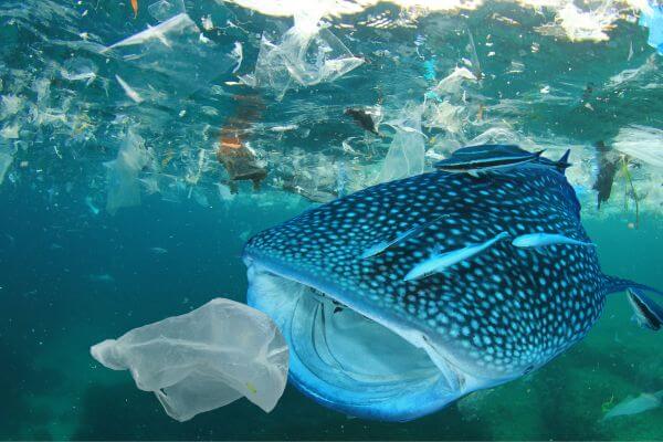 Ocean Pollution In Big Ocean Ocean Pollution In Big Ocean