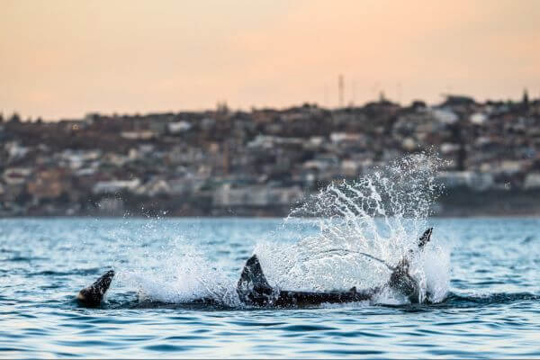 shark hunting prey shark hunting prey